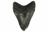 Serrated, Fossil Megalodon Tooth - South Carolina #149827-1